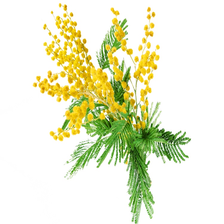 mimosa plant with round fluffy yellow flowers isolated on white background