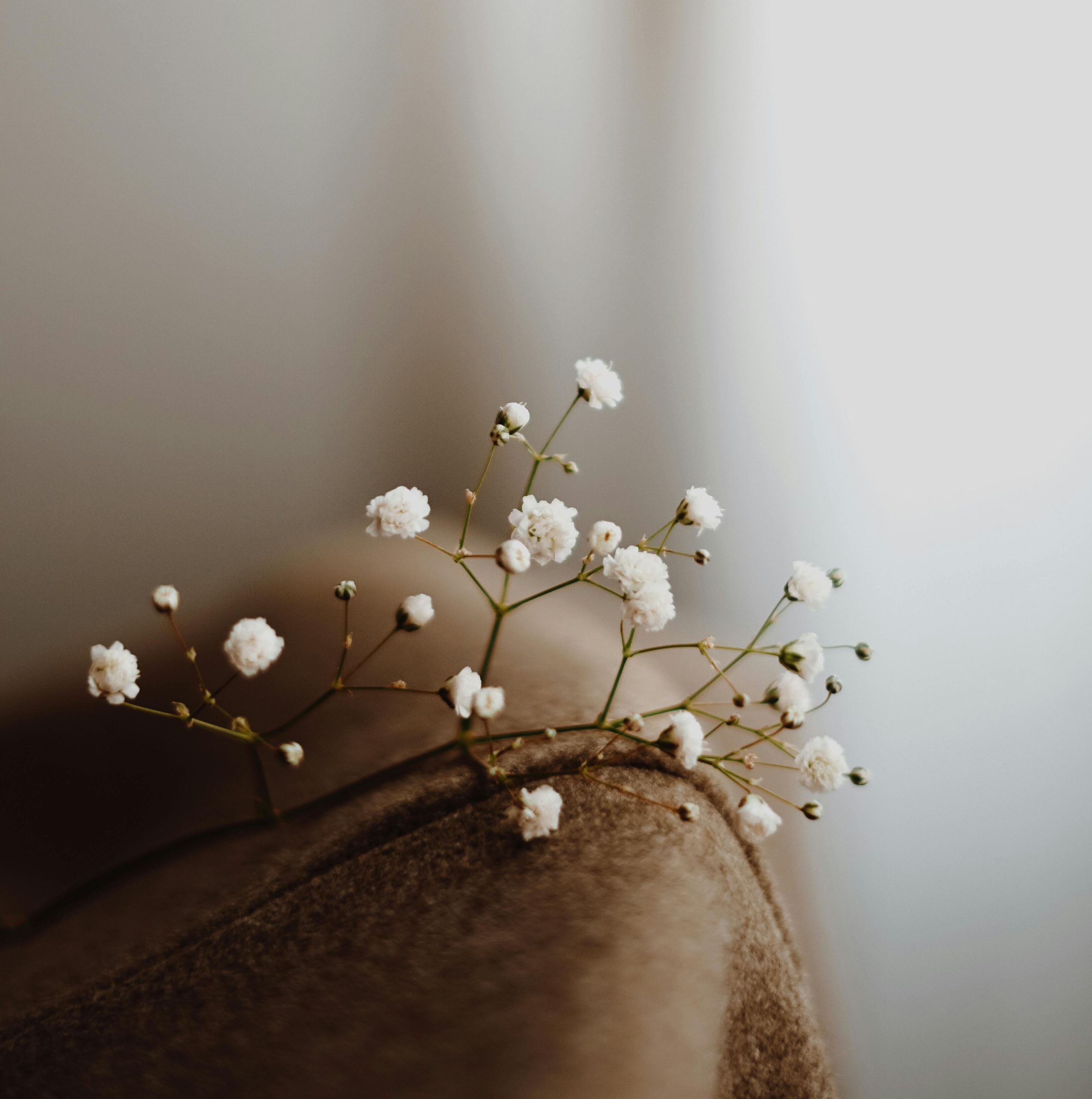 babies-breath-flower